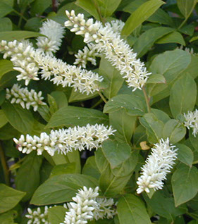 flowers shrub native fragrant pennsylvania sweet mountain jersey virginia perennial similar along appalachians appalachian itea south